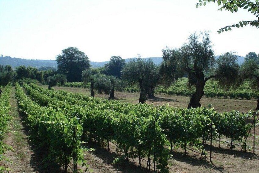 Winery tour with Wine and Olive tasting in Corfu 3