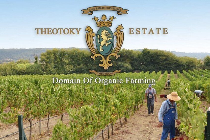 Winery tour with Wine and Olive tasting in Corfu 2