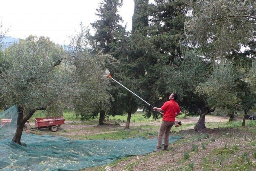 Winery tour with Wine and Olive tasting in Corfu 5