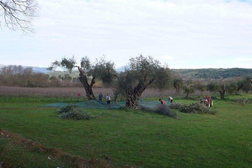 Winery tour with Wine and Olive tasting in Corfu 4