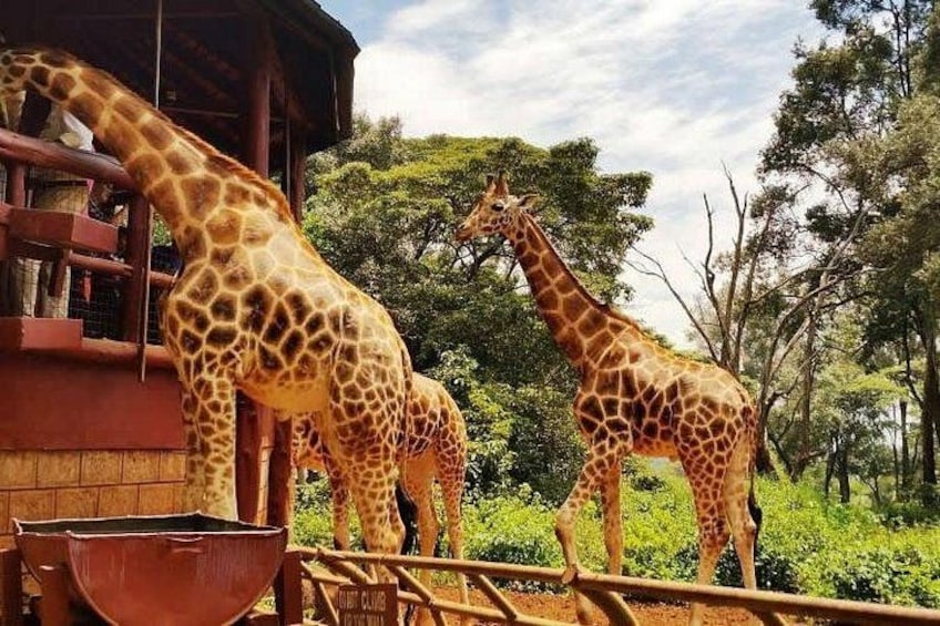 Zwei Giraffen stehen in der Nähe einer Holzhütte mit einem Metallgeländer. 2