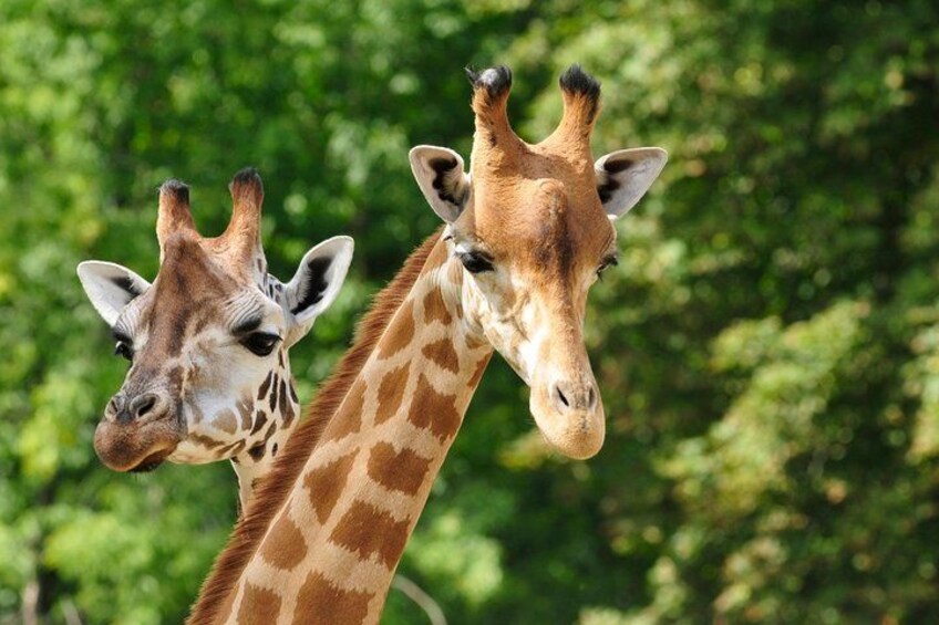 Two giraffes with patterned coats and long necks, standing in a natural setting with green foliage in the background. 1