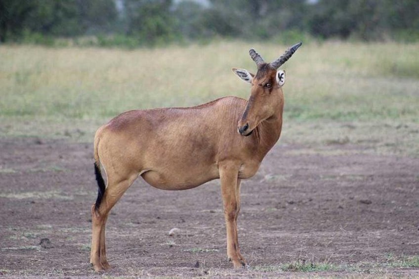 Un kudu se tient dans une savane aride. 4