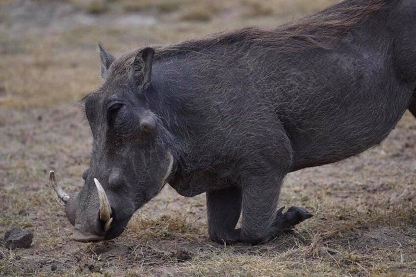 Un sanglier dans son environnement naturel. 3