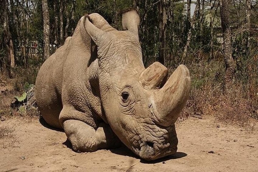 Un rhinocéros allongé sur le sol, dans un environnement naturel, avec des arbres en arrière-plan. 2