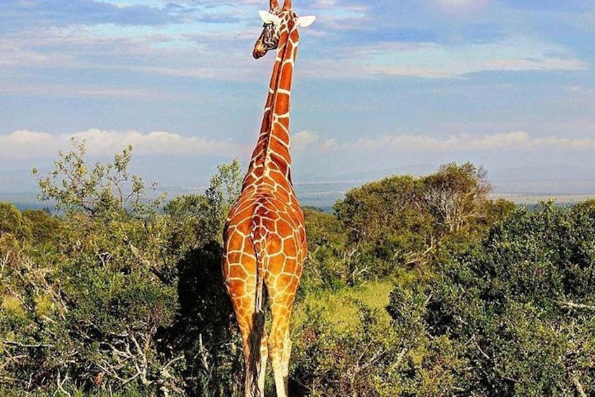 Una jirafa de pie en un paisaje natural con árboles y arbustos. 2