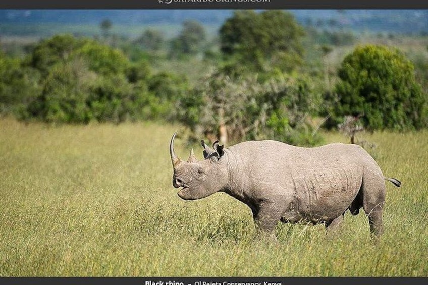 Happens at Olpejeta 1