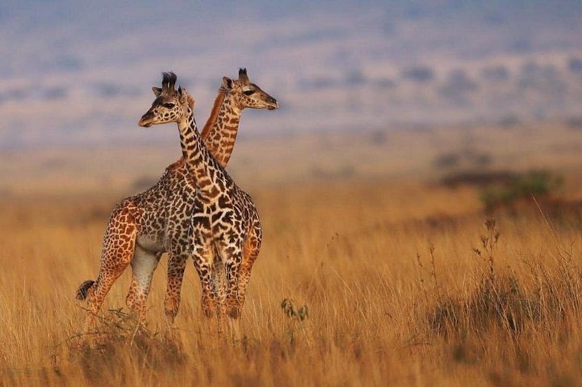 Maasai Mara National Reserve 1