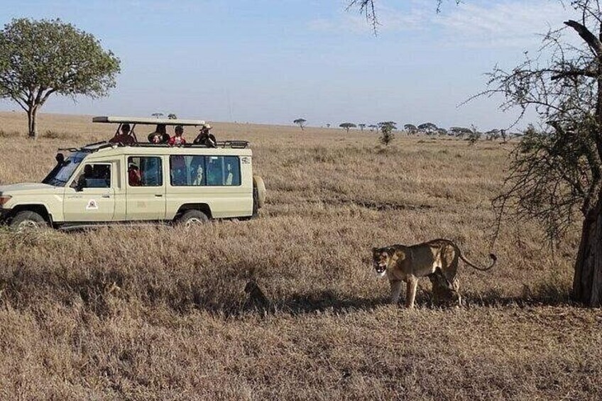 4x4 Safari Vehicle with a pop up roof for easy wildlife game viewing 2