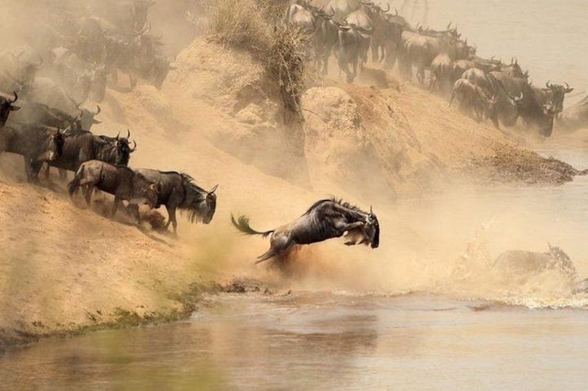 Maasai Mara Wildebeest Migration 4