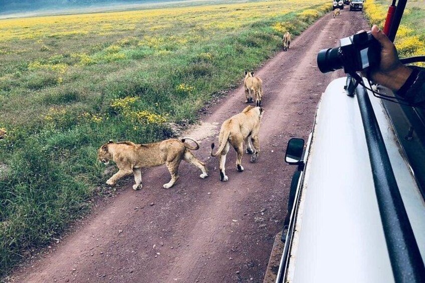 Ein Feldweg mit einem Fahrzeug und einer Person, die ein Foto macht, mit Löwen und anderen Tieren im Hintergrund. 3