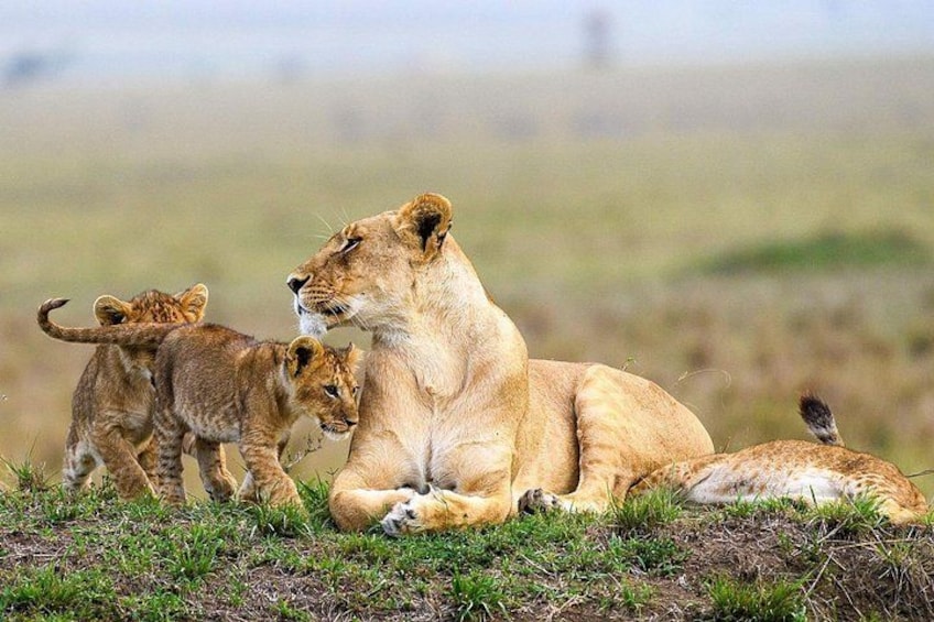 Maasai Mara Game Drive 5