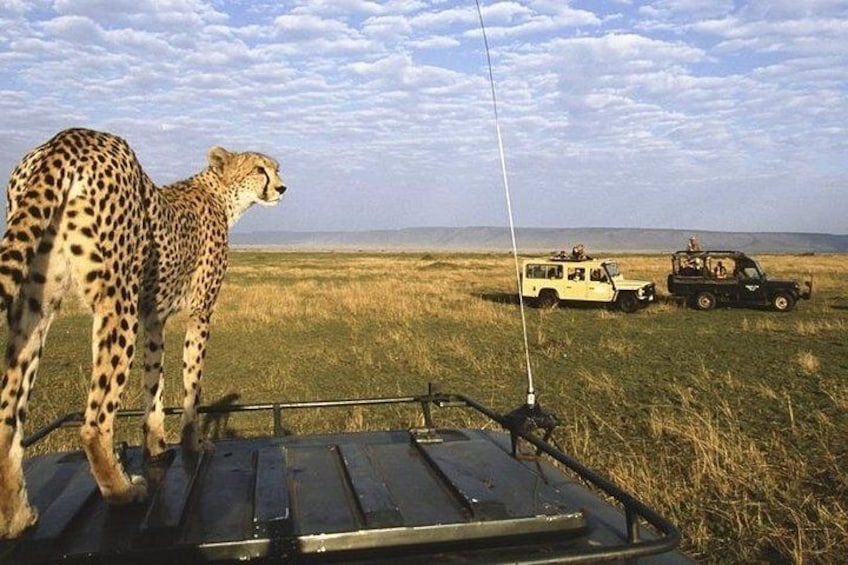Maasai Mara Game Drive 3