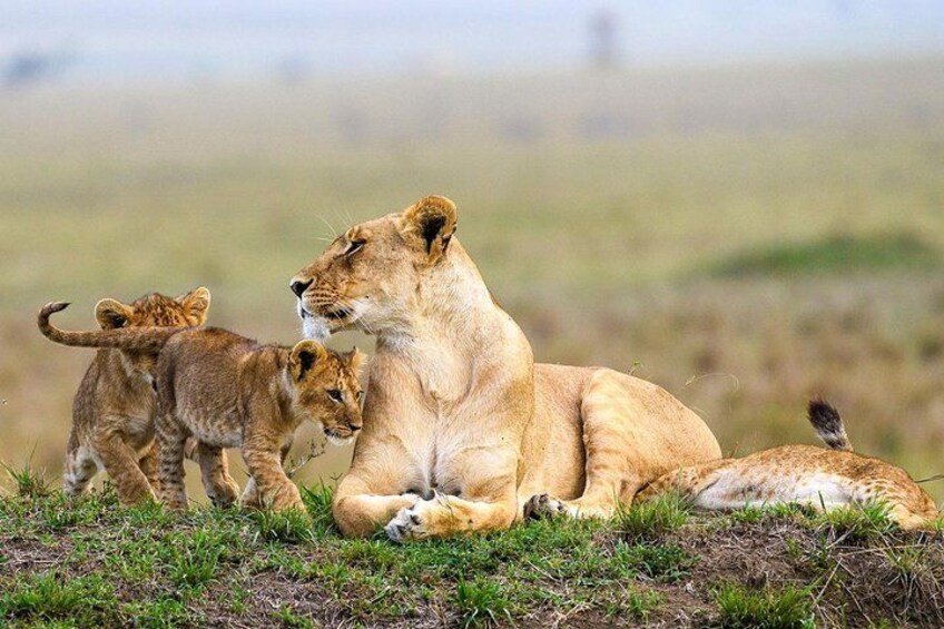 Maasai Mara Game Drive 5
