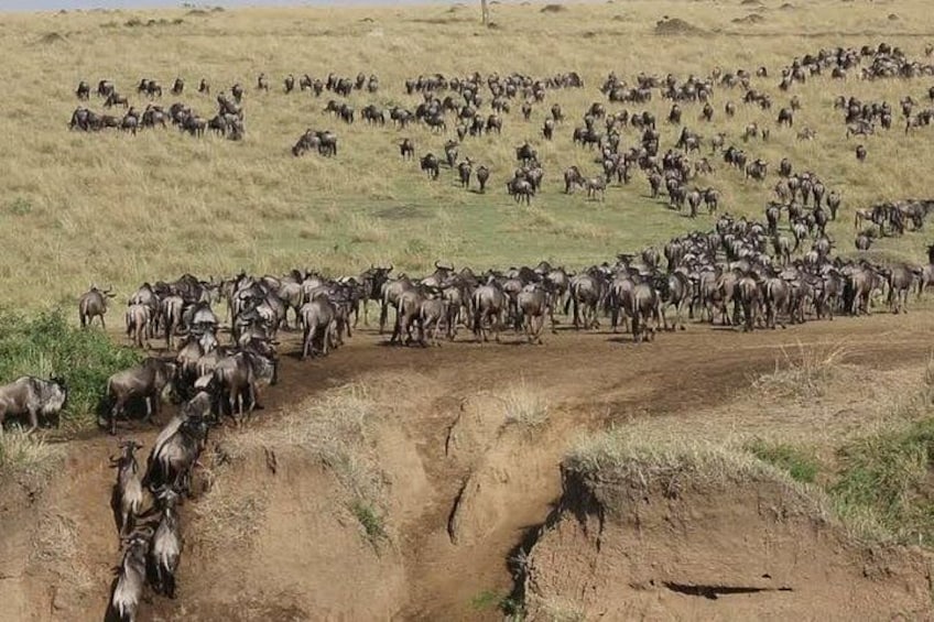 A herd of wildebeests crossing a dirt path in a grassy field. 2