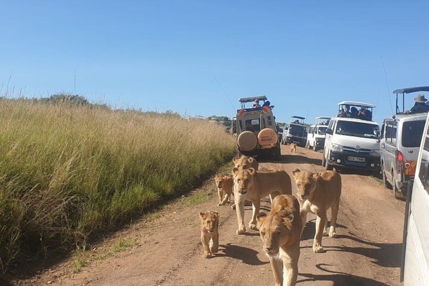 lions walking next to the tour vans 3