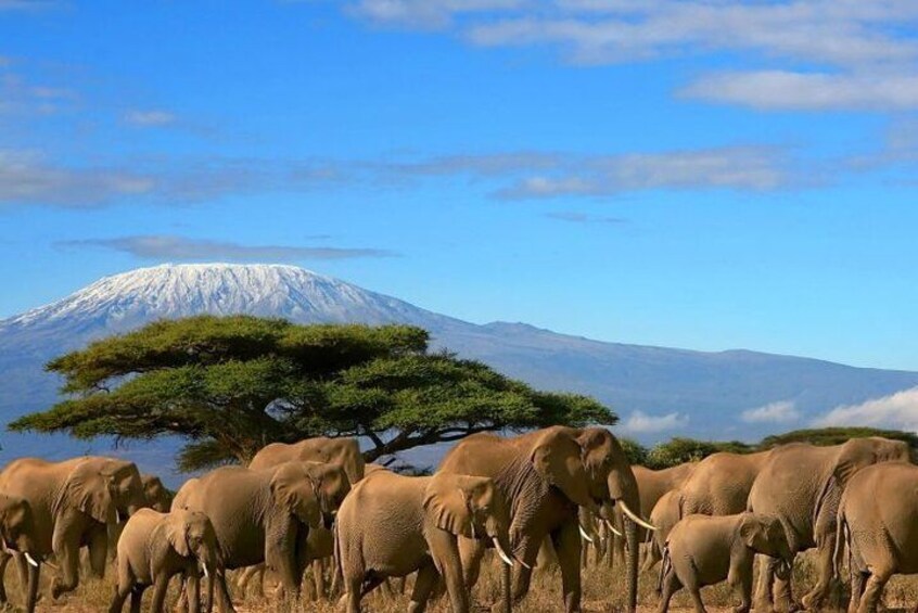 A herd of elephants in a grassy field with a mountain in the background. 2