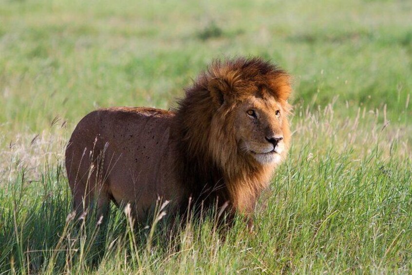 lion 2