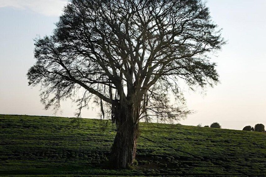 Een grote boom in een groen veld met een heldere lucht. 4