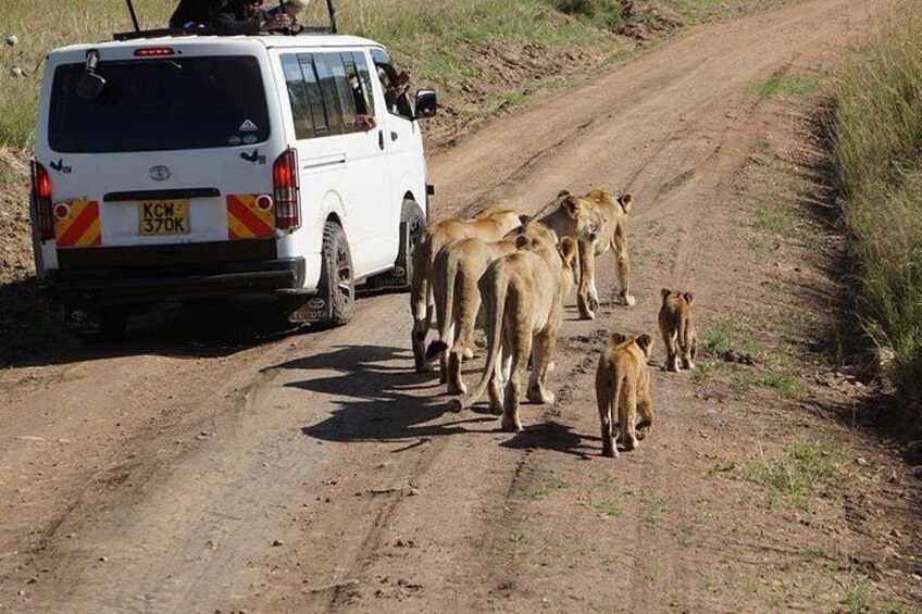 Game drive 2