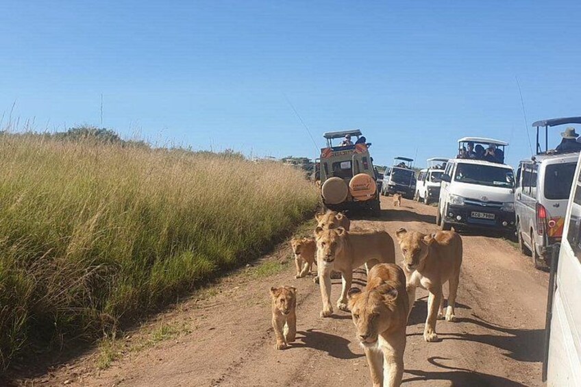 A dirt road with vehicles and a group of lions. 3