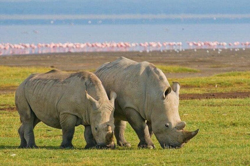 Rhinos at Lake Nakuru 5