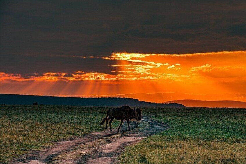 Overnight Maasai Mara Private Safari From Nairobi