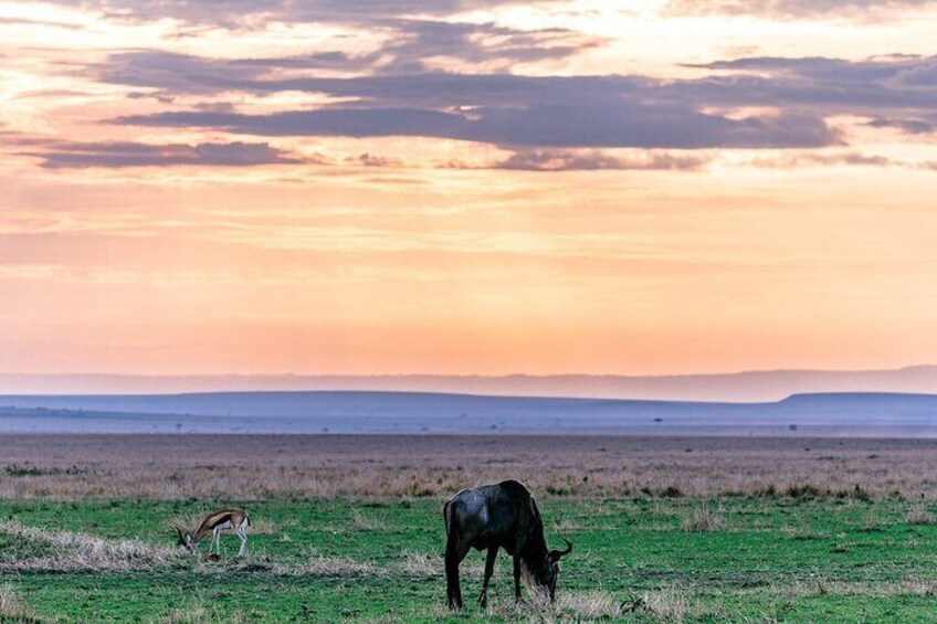 Overnight Maasai Mara Private Safari From Nairobi