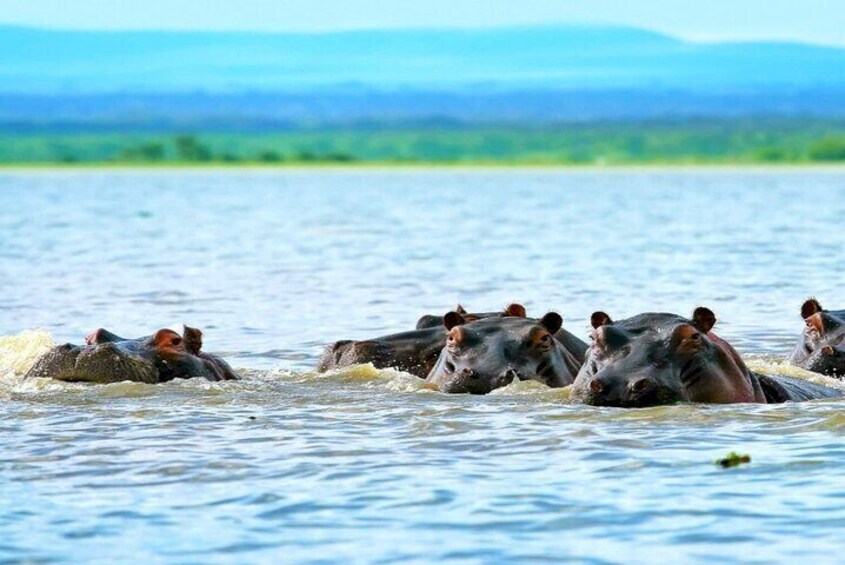 A family of hippos at Lake Naivasha 