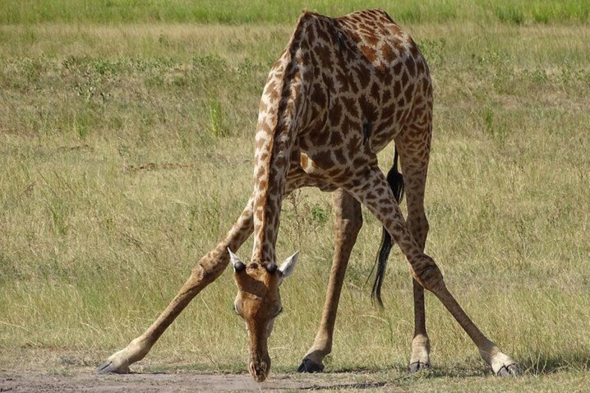 Une girafe se penche pour brouter dans un champ herbeux. 4