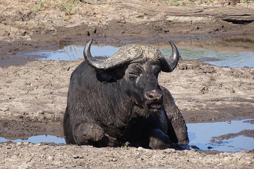 Game Drive & Rhino Safari Exp - up to 3 hrs long - MIN 2 PEOPLE 3