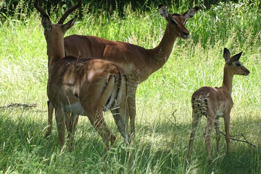 Game Drive & Rhino Safari Exp - up to 3 hrs long - MIN 2 PEOPLE 5