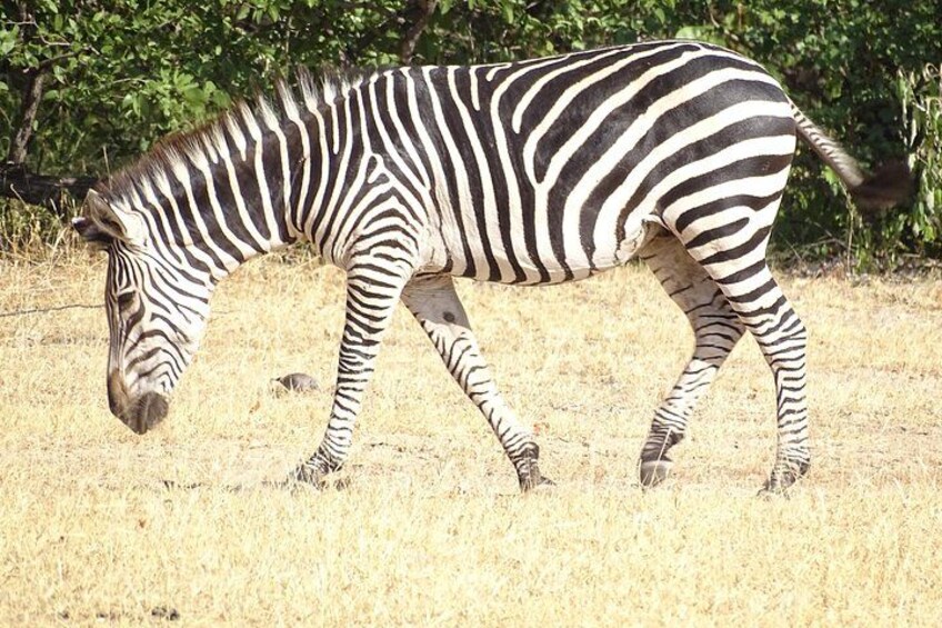 Game Drive & Rhino Safari Exp - up to 3 hrs long - MIN 2 PEOPLE 4