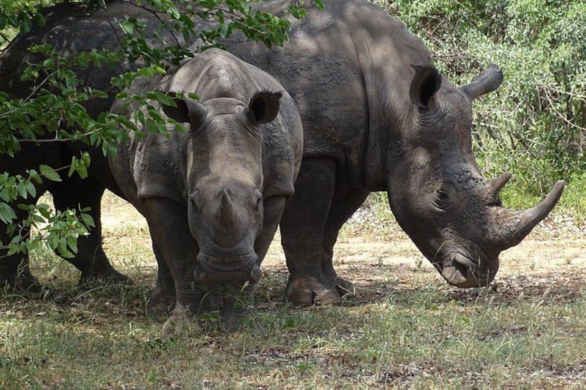 Game Drive & Rhino Safari Exp - up to 3 hrs long - MIN 2 PEOPLE 1