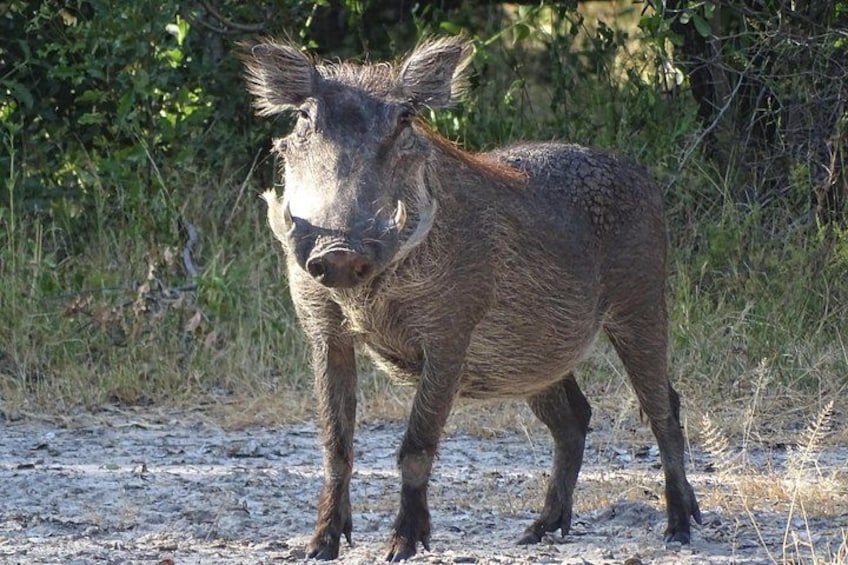 Game Drive & Rhino Safari Exp - up to 3 hrs long - MIN 2 PEOPLE 2