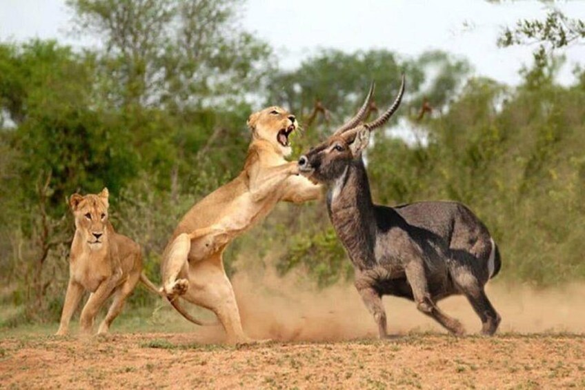 Lake Nakuru National park & Lake Naivasha Day tour from Nairobi 5