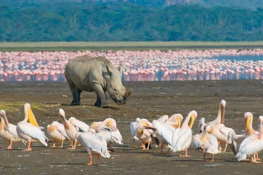 Lake Nakuru National park & Lake Naivasha Day tour from Nairobi 3