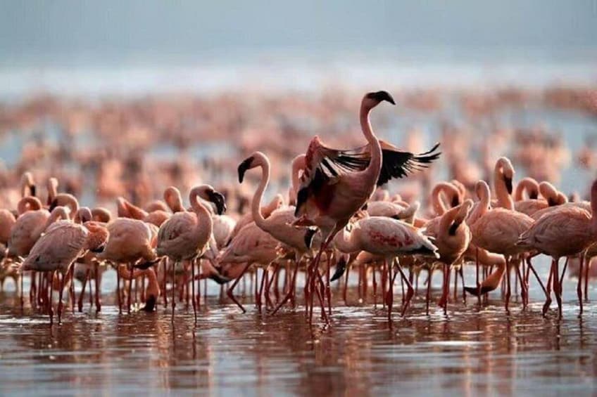Un groupe de flamants roses se tient dans une eau peu profonde. 4