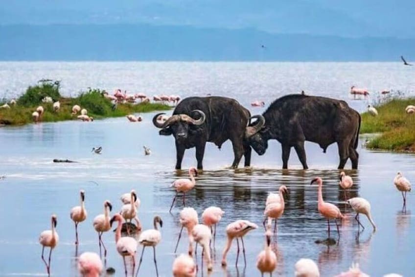 Dos búfalos de pie en el agua, rodeados de flamencos. 2