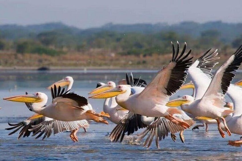 Des pélicans volant au-dessus de l’eau. 5