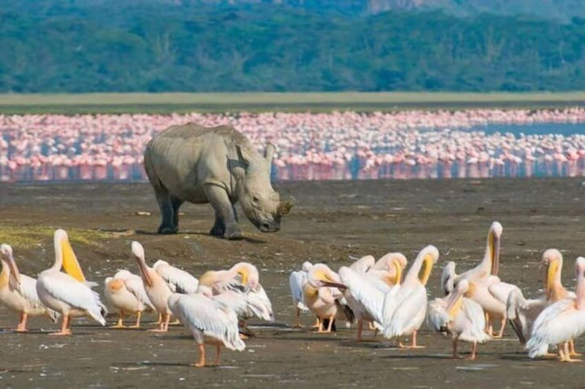 Un rinoceronte y pelícanos en una playa, con flamencos al fondo. 3