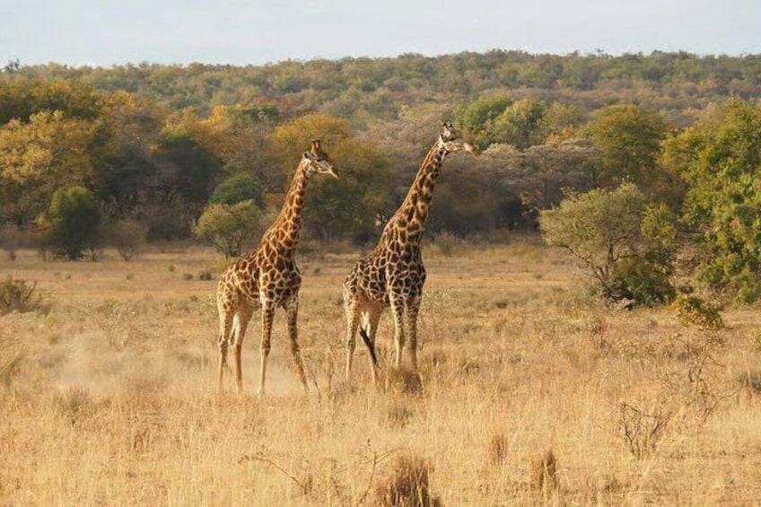 Deux girafes dans une savane aride, avec quelques arbres clairsemés et une colline en arrière-plan. 2