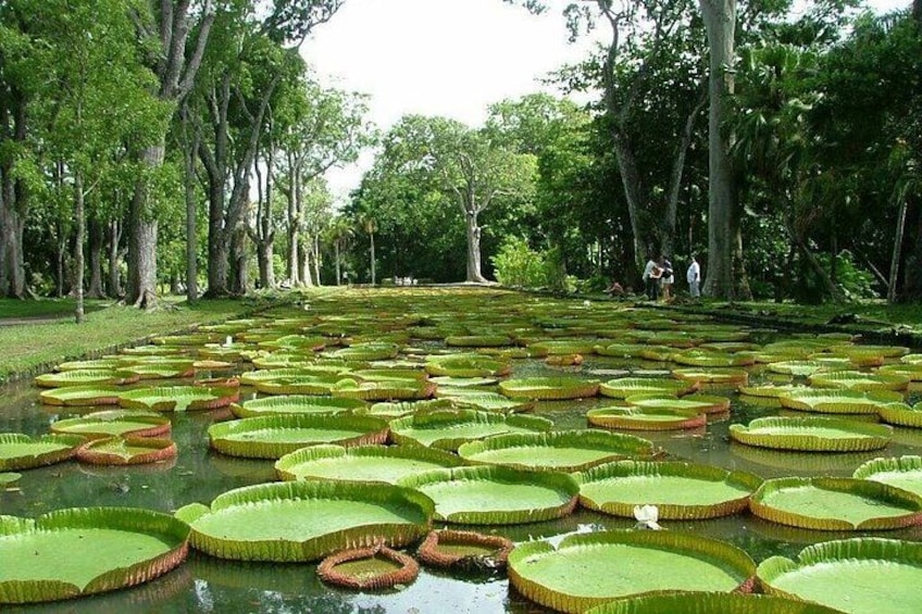A pond with numerous lily pads and trees in the background. 1