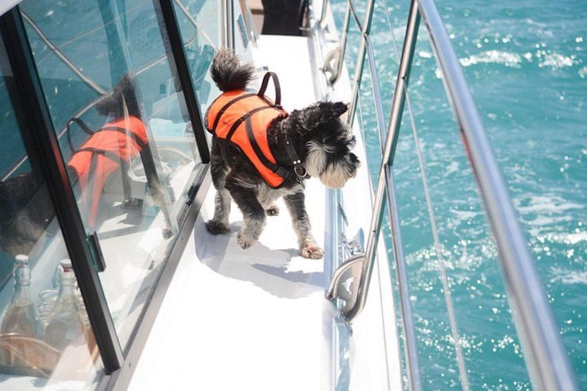 En lille hund i en redningsvest på en båd. 4