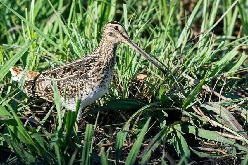 Birding Safari Tour.