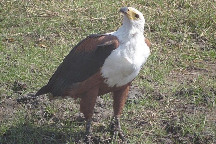 Birding Safari Tour.