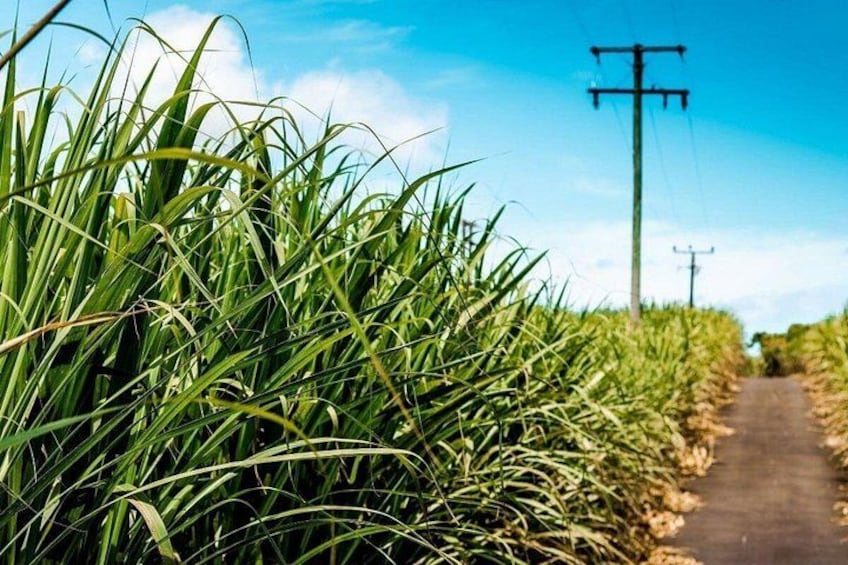 Un camino rural estrecho bordeado por cultivos verdes altos, con un poste de electricidad a lo lejos. 3