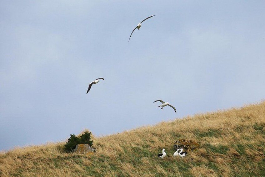 We enjoy uninterrupted views of the colony. Watch as they interact around their nesting sites. 4
