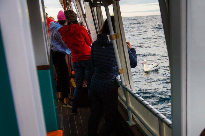 Southern Royal Albatross swimming up to get a close look at our passengers. 3
