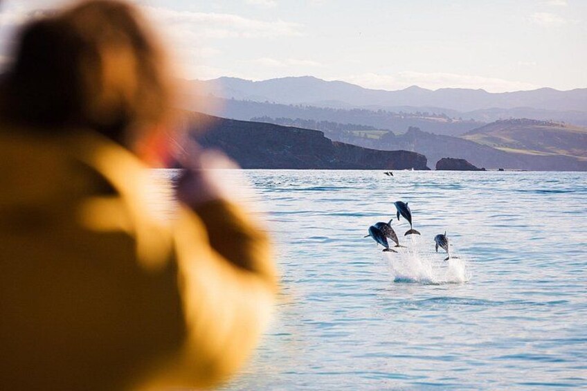 It's not every trip, but we do occasionally see dolphins! 2